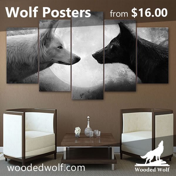 🐺 Wolf Posters from $16.00! Visit our website for more options!... #nature #wolves #wolf #woodedwolf #wolfstar #wolf🐺 #wolflovers #wolfprints #wolfman #savethewolves #livewithwolves #worldofwolves #realwolfdog #howlingwolf #wolflover #wolvesme #graywolf #lovewolves #wolftshirt