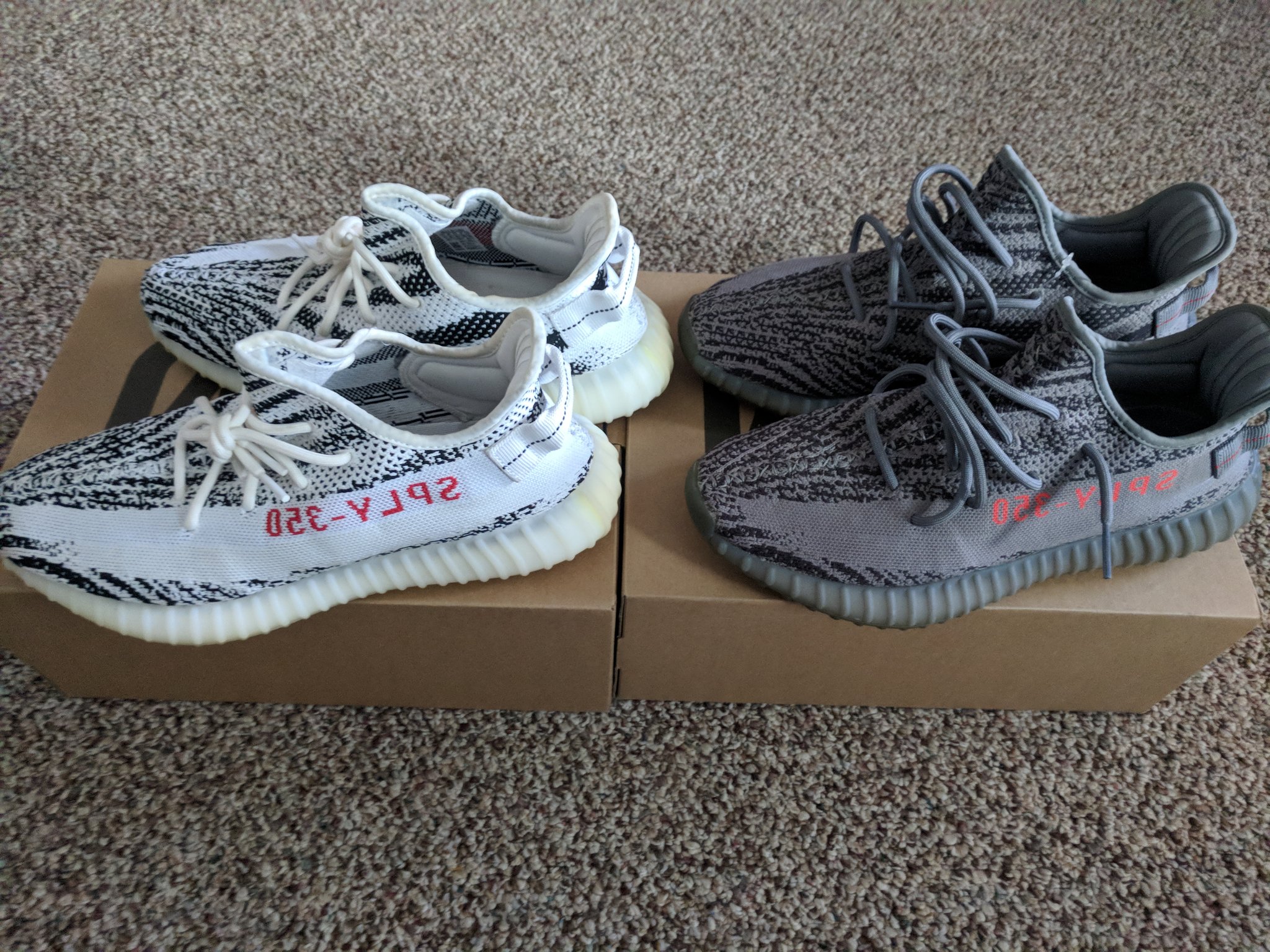 Beluga zebra hotsell