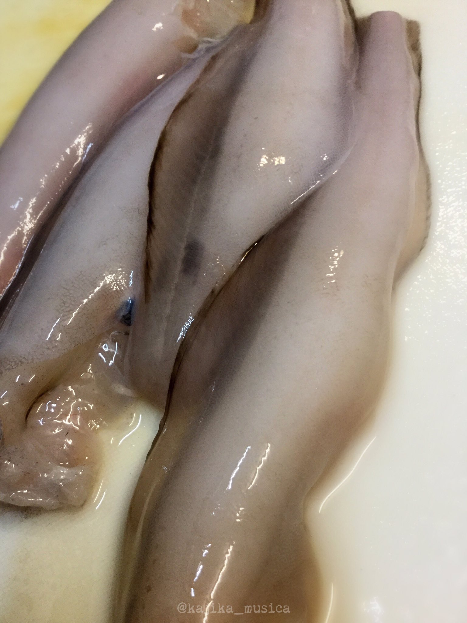 カジカ 近所のスーパーに幻魚 げんげ が売ってた わーい にょろんにょろんのぽよんぽよん 触ってもわからないくらいの細かい鱗があるので 包丁で撫で取る 洗って頭を落として 内臓取ったり血合いを取ったりしたらあとはぶつ切りにして下拵え完了 カジカ 近所のスーパーに幻魚 げんげ が売ってた わーい にょろんにょろんのぽよんぽよん 触ってもわからないくらいの細かい鱗があるので 包丁で撫で取る 洗って頭を落として 内臓取ったり血合いを取ったりしたらあとはぶつ切りにして下拵え完了