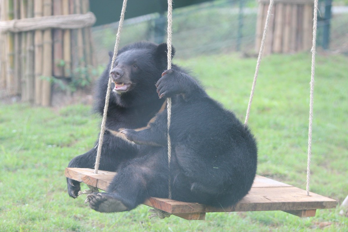 AnimalsAsia's tweet photo. Give gifts with heart this Christmas!

From a jar of strawberry jam to a specially made swing, designed for big bear bottoms, your loved one will be delighted to hear how their gift has spoiled our bears on their behalf.

Send your gift today! https://t.co/Y6FwY9l5eV https://t.co/H5GlAOU1aQ