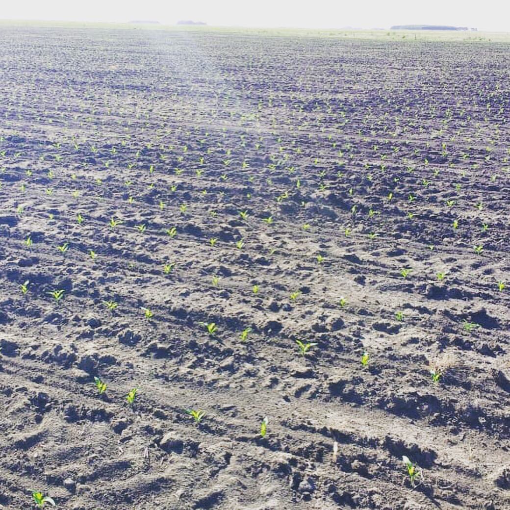 FarmInData's tweet photo. Naciendo el #Maiz en Ayacucho #corn 🌽 https://t.co/6xUdyifsnI