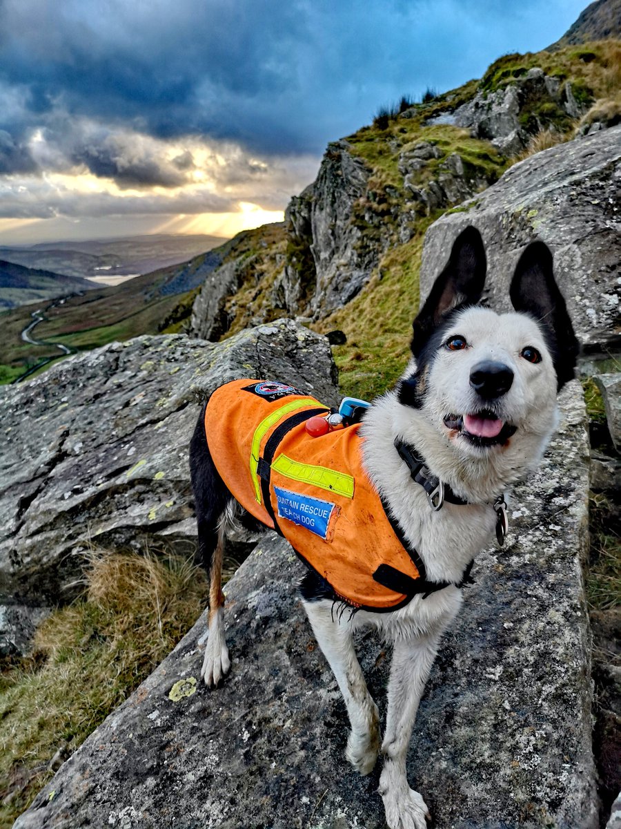 SD Flo working hard in the #LakeDistrict today 👌 #searchdogs #MountainRescue @SARDAEngland @edalemrt