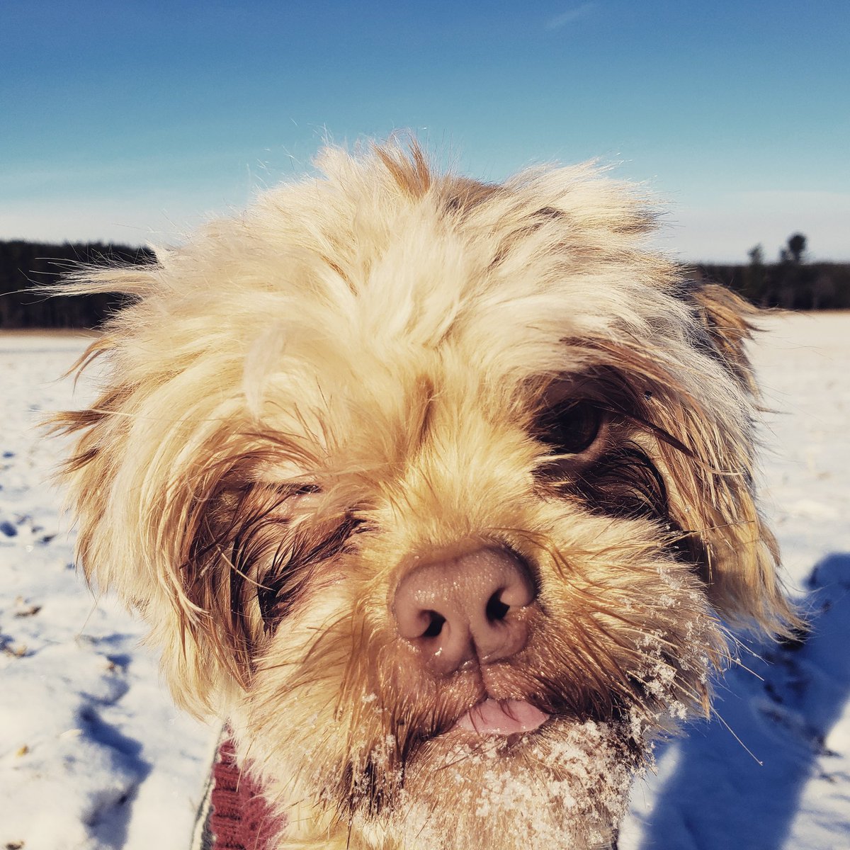 AgilitywAmanda's tweet photo. I feel like this #photo #perfectly #sumsup Joey's #personality #lol a little #cheeky #sassy #funny and #weird all at once ๐๐
#dog #dogs #muppetdog #gremlinmuppet #gremlin #muppet #funnyface #funnyfaces #funnydog #funnydogs #dogslife #dogadventures #dogwink #dogtongue https://t.co/FnaO2Tqb9n