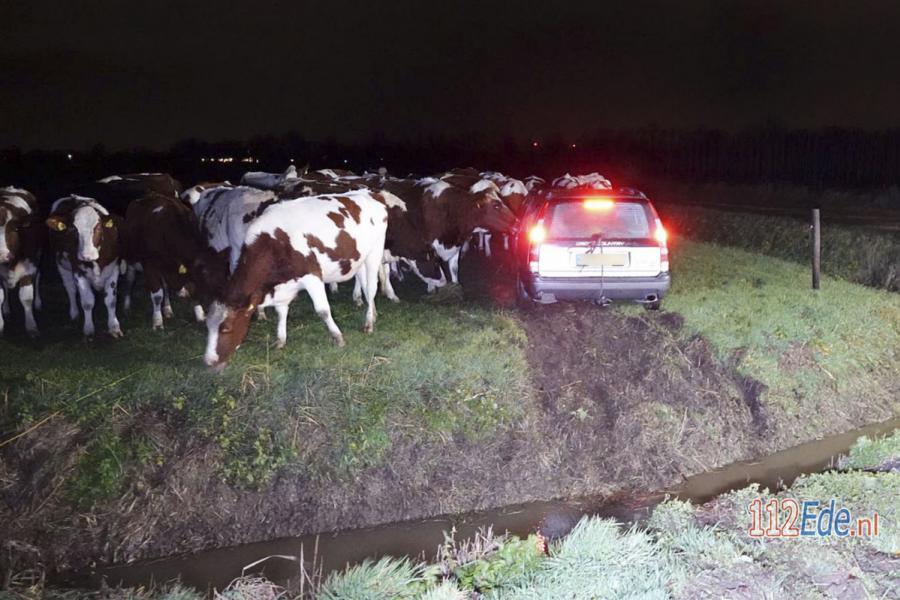 🚨 Automobilist in #Wageningen vliegt uit de bocht en belandt tussen de koeien 112.press/Qt5SFQ 112Ede https://t.co/bTD87KCysE
