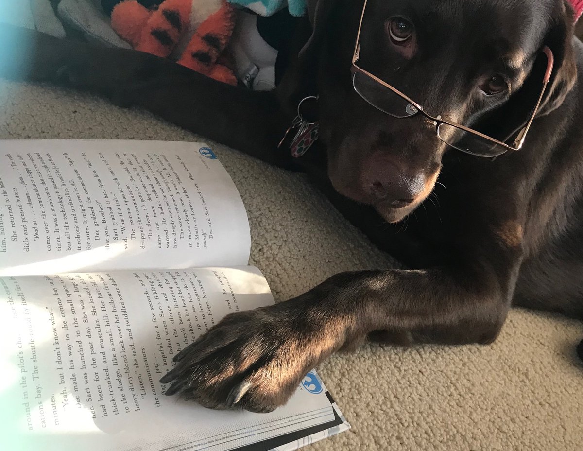 HThelab's tweet photo. Just doing a little reading #HersheyTheLab #DogsofTwittter #dogslife https://t.co/BIU07iBz6c