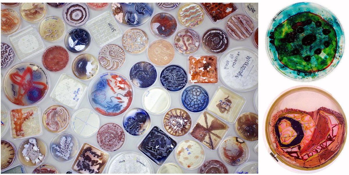 ArtBioCollab's tweet photo. Vibrant Symbiosis!—very cool #ScienceOutreach model + vital #DiversifyArtScience work —"A reciprocal partnership between college students and adults with intellectual disabilities" via making #BioArt—https://t.co/7A80mW7SEK @PLOSBiology by @lindselopes et al. #SciComm #ArtScience https://t.co/YVKPYSipsI