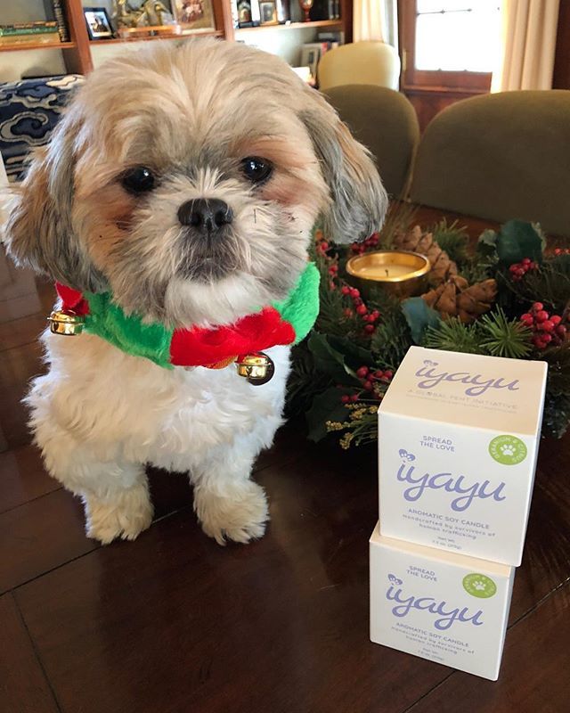 PEHT_org's tweet photo. This Christmas say “IYAYU” to those special people in your life! Products are hand made by survivors of human trafficking. $20 holiday special offer! 🐶🎄❤️ #lightupthedarkness #loveyourpetchangetveworld
*
*
*
*
#Global #PEHT #globalpeht #love #spreadt… https://t.co/lmy7x4DQv5 https://t.co/q2uEBQrHXC