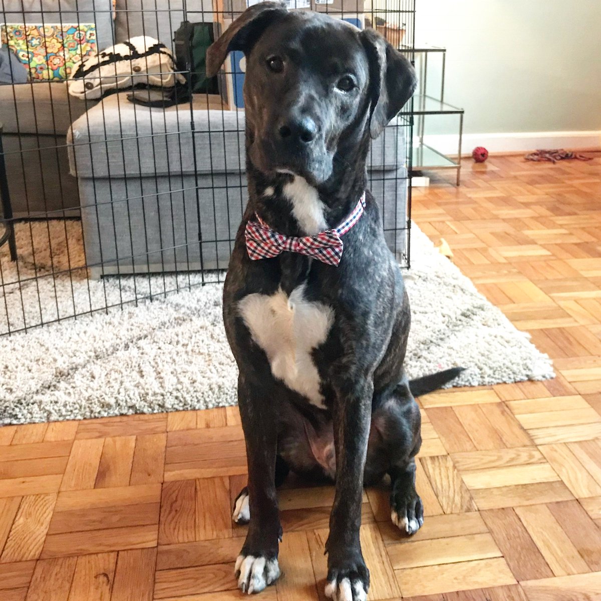 epiph_amy's tweet photo. I'm pretty measured most of the time but if you show me a cat or dog in an adorable outfit I become a completely different and very excited person. Fortunately Helo tolerates bowties so far https://t.co/iRSvD9BAUF