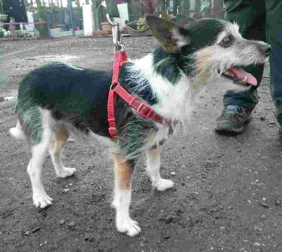 Easterleigh_AS's tweet photo. Rocky our 11 year old Chihuahua X JRT needs a loving home for more info please visit https://t.co/lqKqNM0ecJ #dogs #dogsofinstagram #DogsofTwittter #nokillshelter #AdoptDontShop #animals #animalsrights https://t.co/0gJYFed4jT