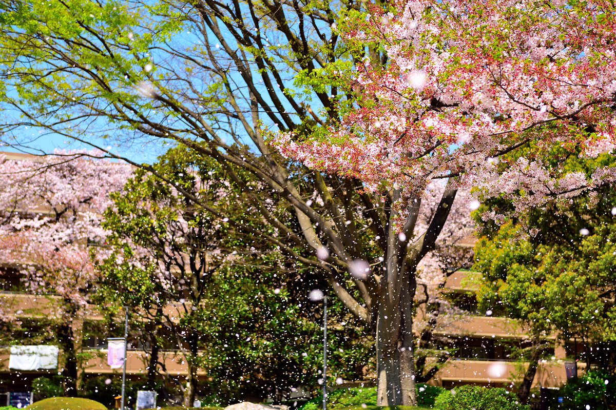 uec15take's tweet photo. 電気通信大学百周年おめでとうございます！
在学中に立ち会えてとても嬉しいです😆これからもよろしく！
電通大は小さいけど、素晴らしい大学ですよ〜
 #UEC100周年 https://t.co/UoSObsBoP4