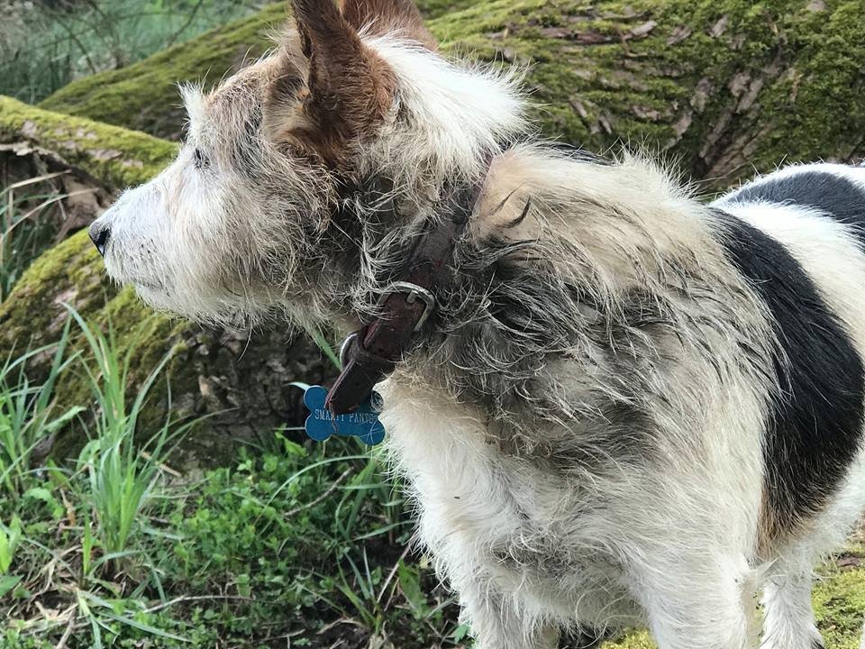 NatalieRampling's tweet image. look good smell good feel good just like Smarty Pants on his @hackupbespoke