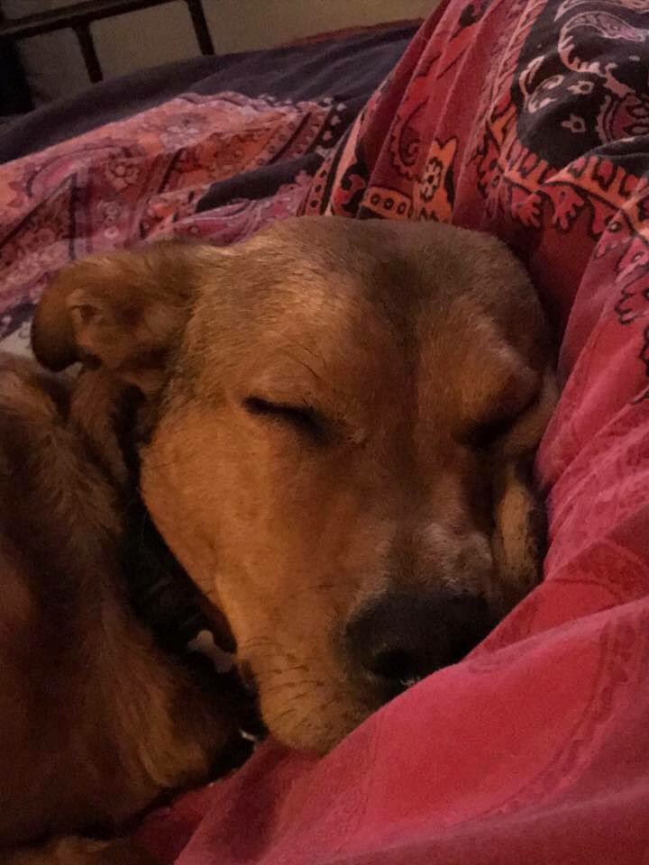 rosiedoc666's tweet photo. LUDO #stillmissing ADULT male #Labrador / #collie x GINGER with flecks of black around his scruff #missing from #BoardingKennels #A48 #Crackhill #Bridgend #CF45
FB #findLudo
COULD THIS BE HIM? @DoglostUK @lisaphipps15
https://t.co/nPBbp9H5NW https://t.co/CMlPp2b6ca