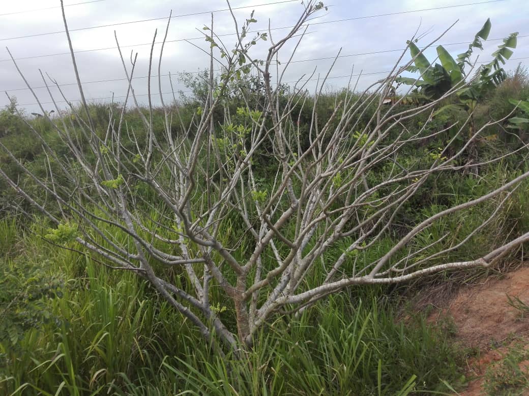 ZaidAlvarez7's tweet photo. Esta planta de ciruela está "pelaíta" en medio de la maleza y nadie la ve, pero cuando echa frutos todos quieren comer. Así está Venezuela: hoy todos le dan la espalda, pero cuando florezca TODOS la querrán.

¿Sí entendieron? 

#GMVVHito2Millones400Mil
#7Dic https://t.co/Zgl3Mw4Rt8