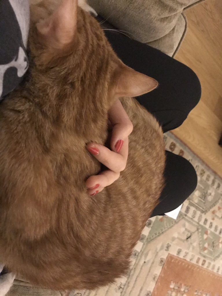 motherhahnnah's tweet photo. I love him more than anything #FitzTheCat https://t.co/Z7jLhOs8VN