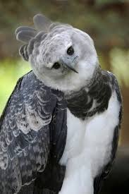 The Harpy Eagle is the national bird of Panama and there is only one left in the country. Located in the #Gamboa #Zoo we can take you to see this amazing bird.