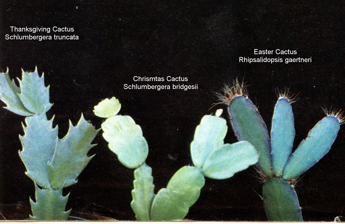 #HousePlants  #Succulents   An easy way to identify the various holiday cacti is by the shape of their leaves (actually what look like leaves are actually modified stems known as "cladophylls").