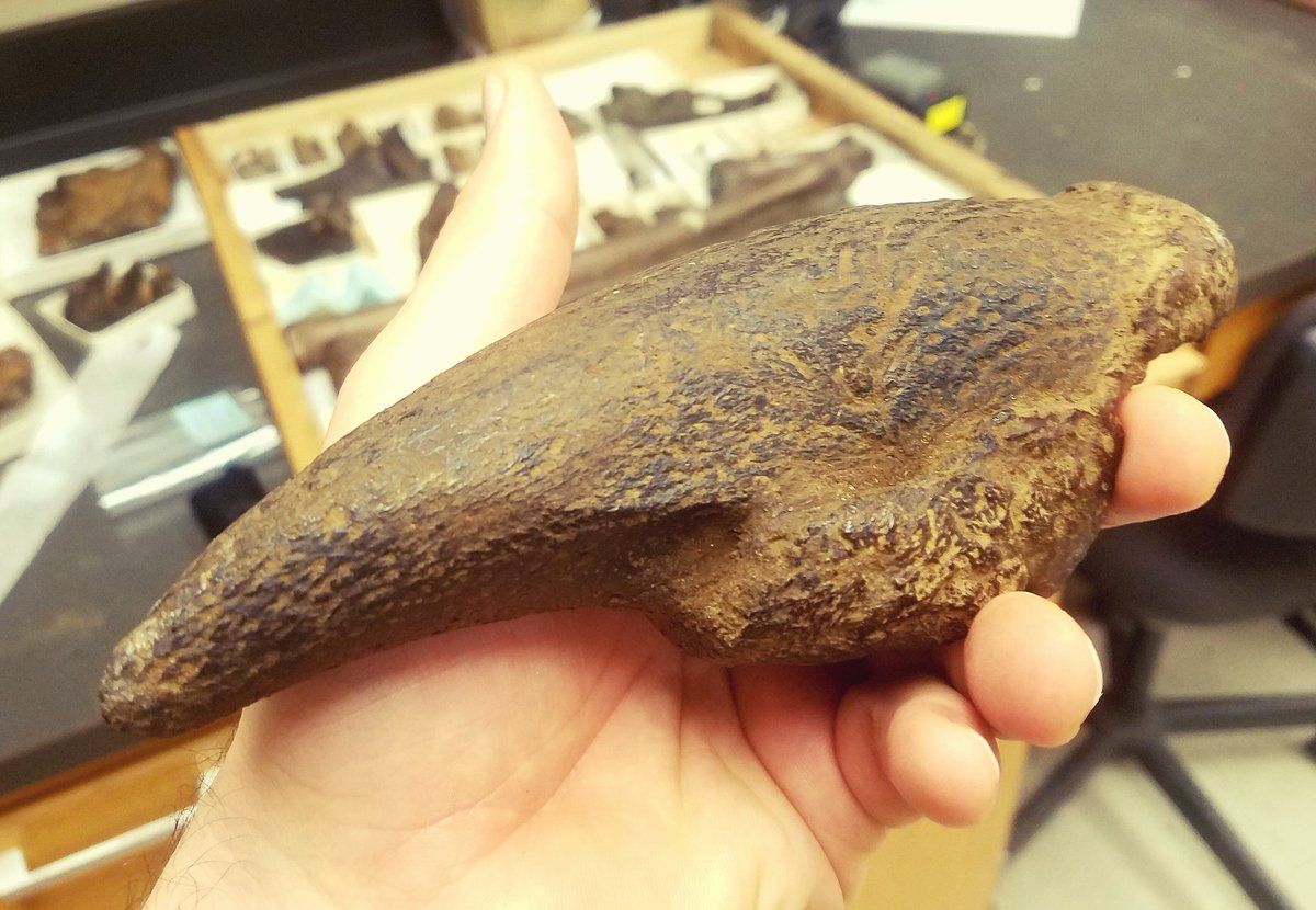 DannyAnduza's tweet photo. Ground sloths are BIZARRE!  Here's a hand claw from the bigass Paramylodon (aka Glossotherium to some), dug up right here in California. This is *not* the maximum size for their manual unguals, btw.
#FossilFriday #sloth #bigboi https://t.co/2CL7nv4h5U