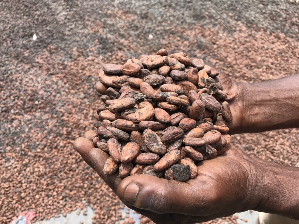 GreenAmerica's tweet photo. Excited to announce the launch of @StandMighty latest report, Behind the Wrapper. Did the cocoa industry and producer countries live up to their promises to save forests? Find out here: https://t.co/0jFGlxXqUp #CocoaCountdown #BehindtheWrapper https://t.co/KyehE9VtHV