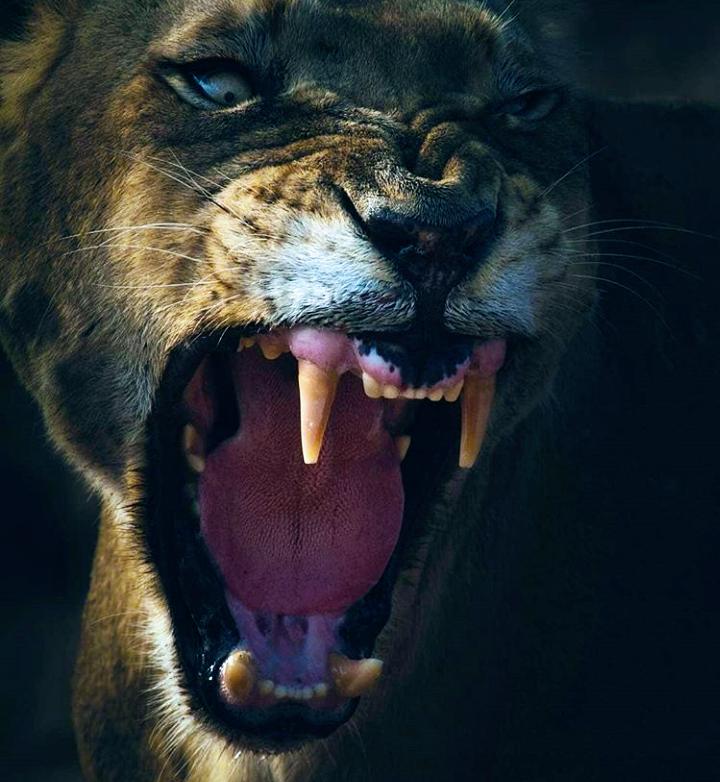 ThorntonBBall's tweet photo. GAMEDAY WILDCATS !! 💜🐯

6p.m. Tip-off @ Thornridge HS

Wildcats are off to a Hot start of the Season at 4-1 In hopes to keep the ball rolling in tonight's action. This years team is sparked by hard nose defense, toughness and fast pace offense led by Tai Streets
#ThorntonStrong https://t.co/6EEsnrBryO