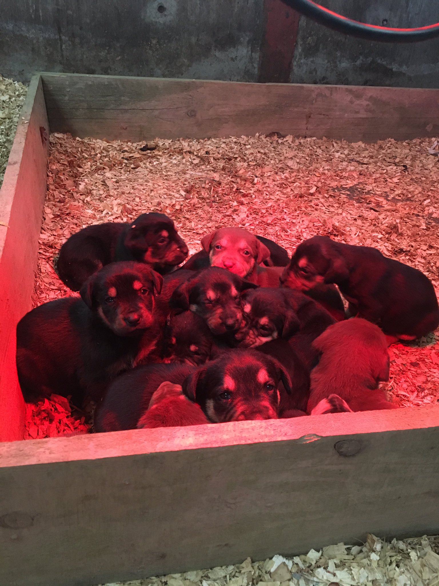 huntaway puppies for sale 2018