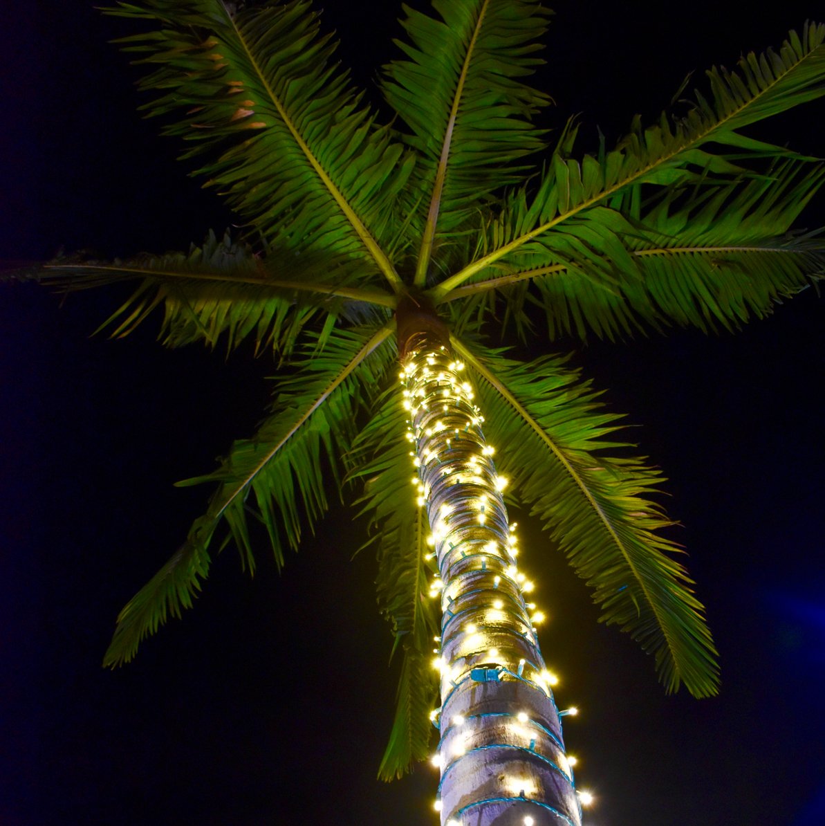 HulaPoke's tweet image. #howwehula
Weekend ready 🌴🌴🌴