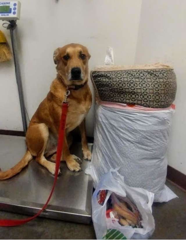 HumaneAdvocacy's tweet photo. Don't get a dog if your not ready and then dump him later.  This is a living breathing being, not a piece of furniture..... https://t.co/DwY8Myg7Pu