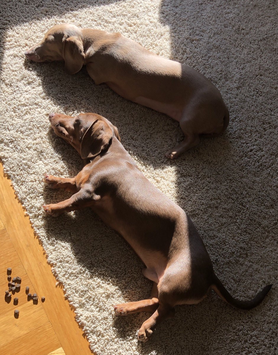 Wade Barnes (@LordMinion777) on Twitter photo 07/12/2018 18:30:52 Our babies post spay and neuter ðŸ˜ðŸ˜ðŸ˜ Our babies post spay and neuter ðŸ˜ðŸ˜ðŸ˜