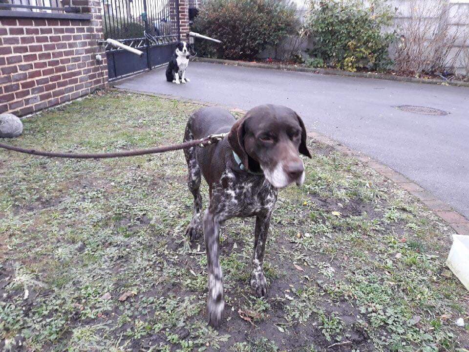 20320Vero's tweet photo. URGENT !!!! La personne qui l'a récupéré l'a conduit à Marly (59) Il faut le sortir vite fait sinon il sera euthanasié ! Adoptable dans le 59/62 après pré visite. SOLIDARITÉ COPAINS SUR PATTES 62910 Éperlecques
Tel : 06 50 92 30 26 https://t.co/v1D98J5GQk