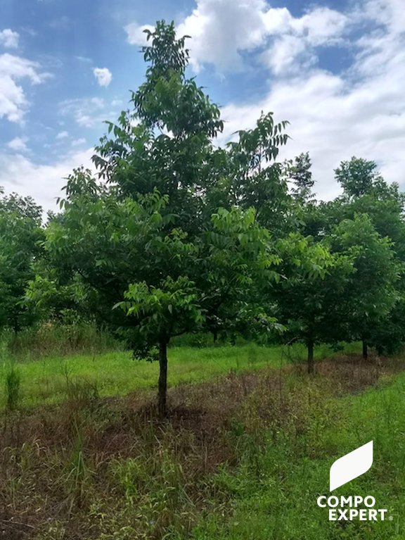 CompoExpertArg's tweet photo. #VisitandoClientes junto a #Petroarsa Compartimos imágenes de un campo de pecán, en Famailla, Tucumán, donde urilizan nuestros productos #BasfoliarAktiv y #Zn75Flo 👏👏👏
Somos #CompoExpert 🌱💪 https://t.co/EB0VgwmPjG