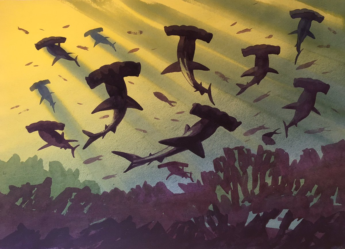 My one surviving #Hammerhead   #shark painting 30x40 inches #watercolour