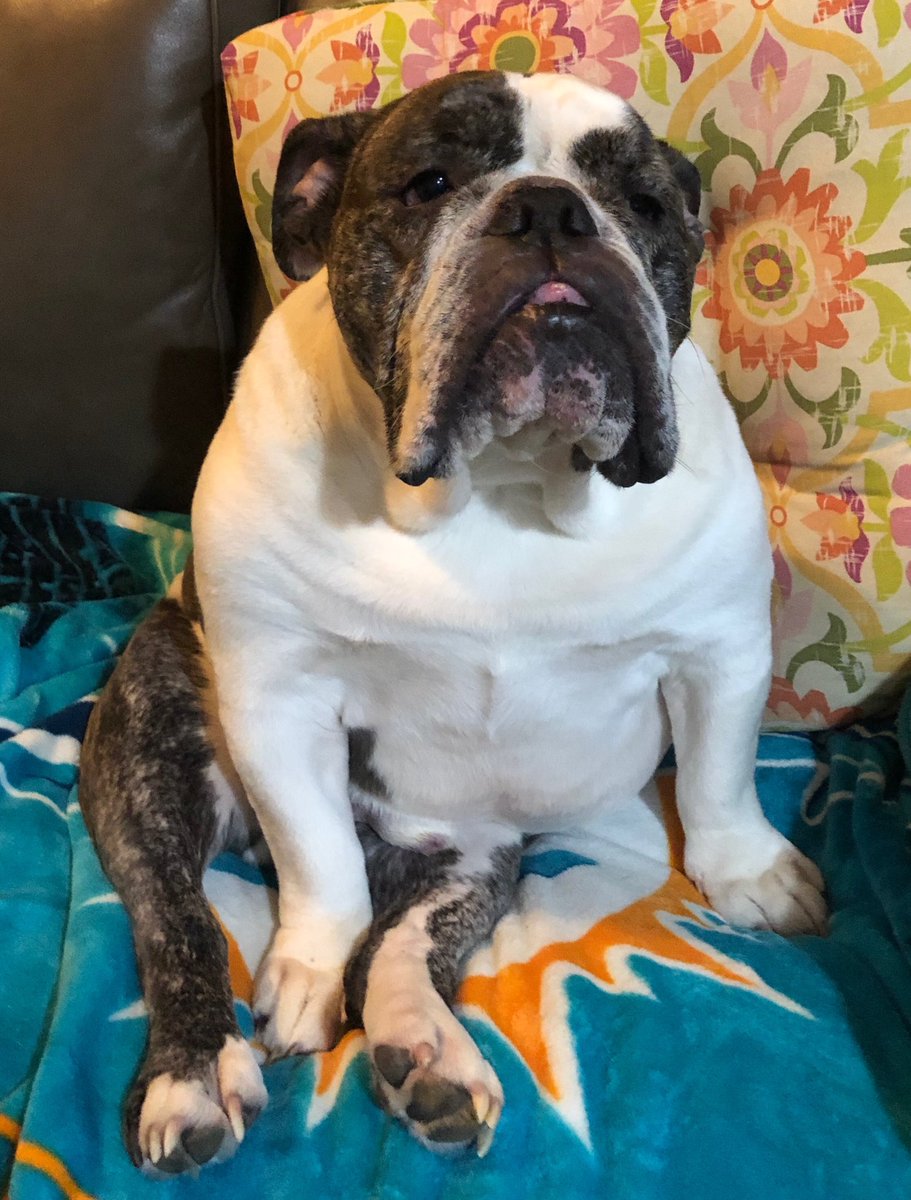 Finsation1's tweet image. Our handsome Lector #englishbulldogs #bulleys