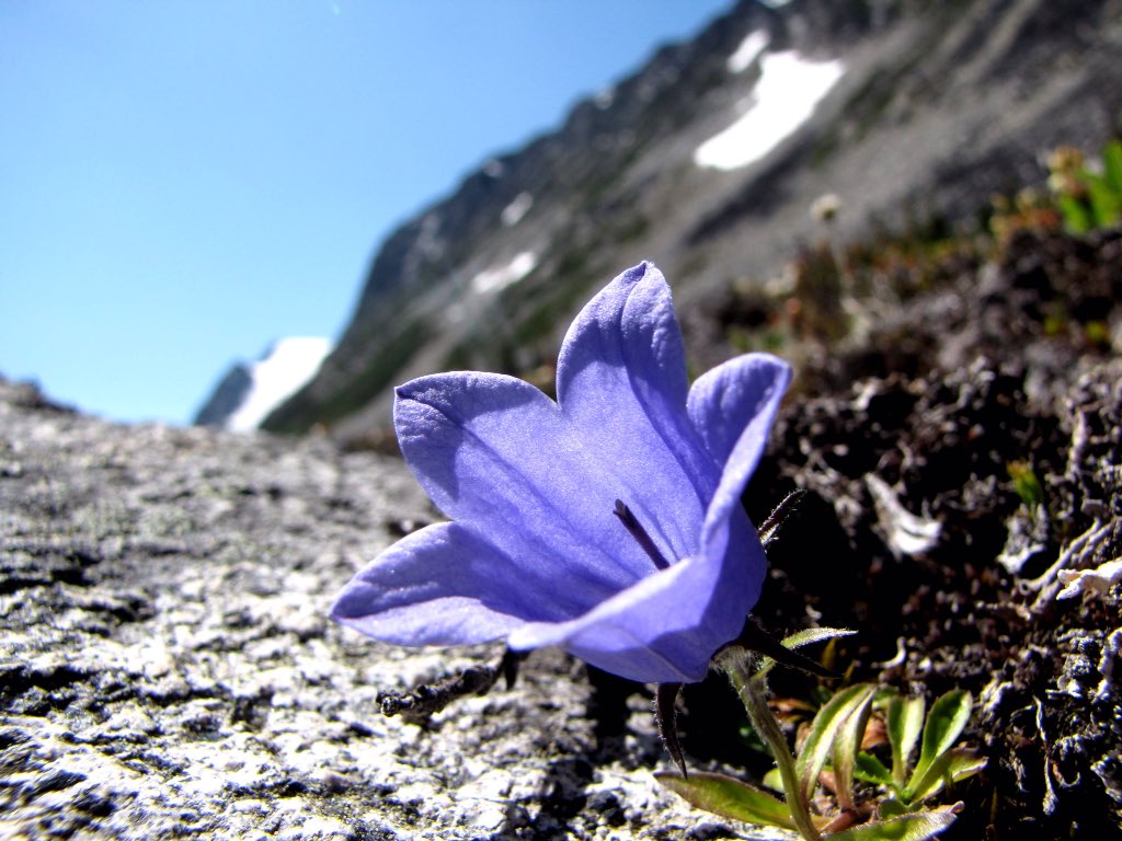 LYStruthisreal's tweet photo. Our hearts can bloom in even the most difficult of terrain.
#bloominthedesert #allheart #inbloom #purpleflower #loveblooming #giventolove #heartinspiration #lovethelittle #subtleties https://t.co/IWWcecAlYS