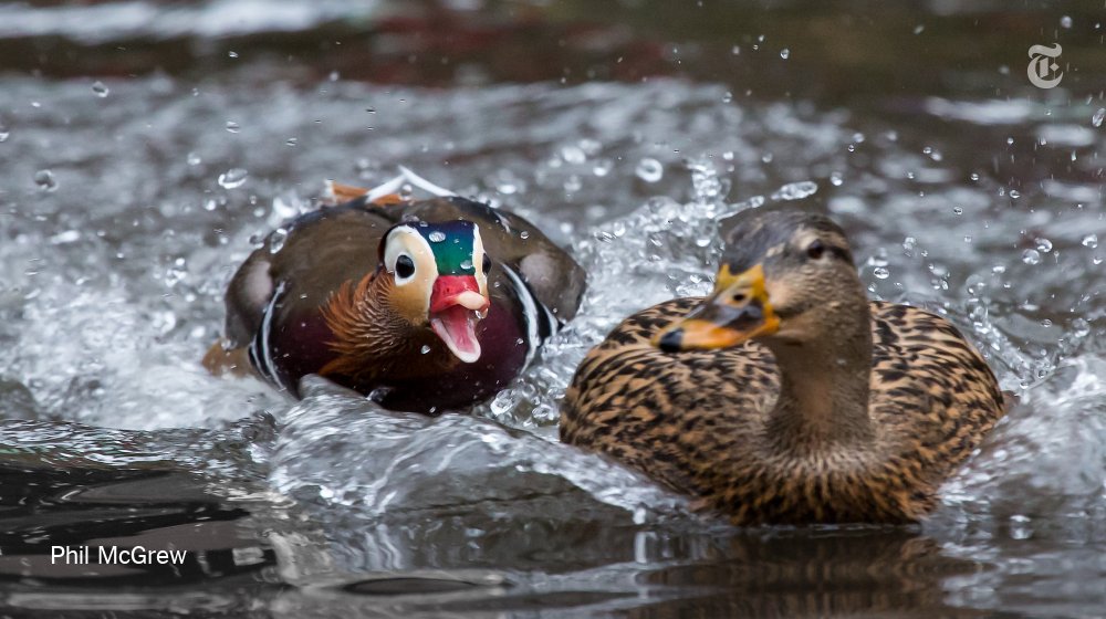 TGIF! 🦆
