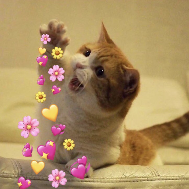 Download Crying Cat Meme Hearts | PNG & GIF BASE