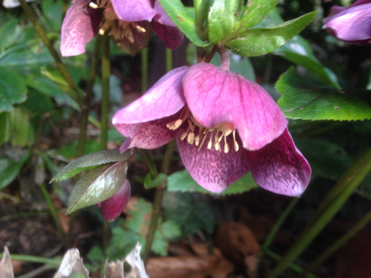 Bluewithpurple2's tweet photo. A #hellebore #flower. Once again not a very recent photo but I like it! So up it goes. #dofullstopsaffecttags #figuringouttwitter https://t.co/0kQD0kY32h