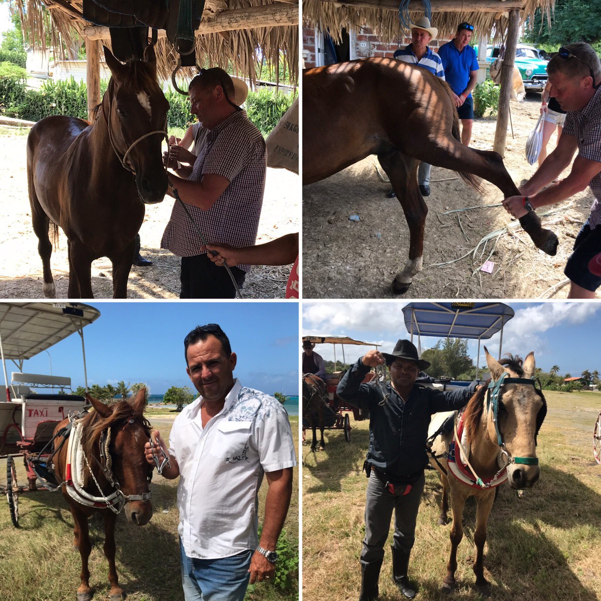 Gary_Witheford_'s tweet photo. #TeamWithefordAdventCalendar Day 7 a reminder about my work with the team from #HelpCubanHorses
#TeamWitheford #DoingOurBit #cuba #adventcalendar https://t.co/VwtdAmJEyc