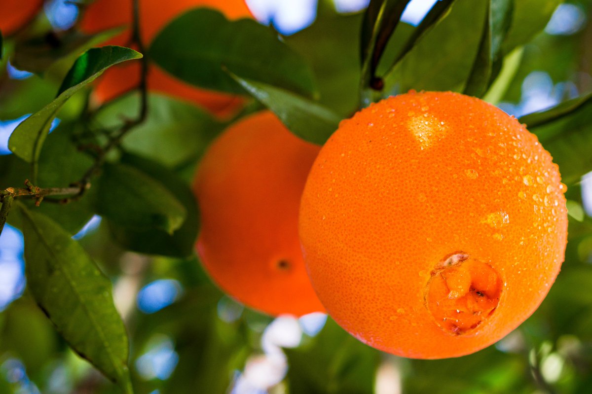 Veritable Vegetable tweet media