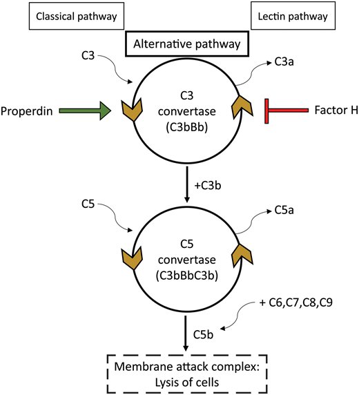 NDTsocial's tweet image. Role of #properdin in complement-mediated #kidneydiseases buff.ly/2Oik42P
