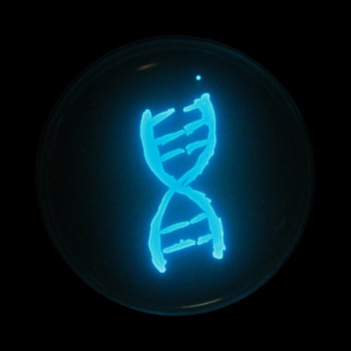 MicroClubNCSU's tweet photo. On the seventh day of #12daysofagarart our Micro club students gave us great Pack Agar Art! 
#luxagarart #AgarArt #ncstate #dna #wolfpack #LDOC https://t.co/IufXcUfYAR