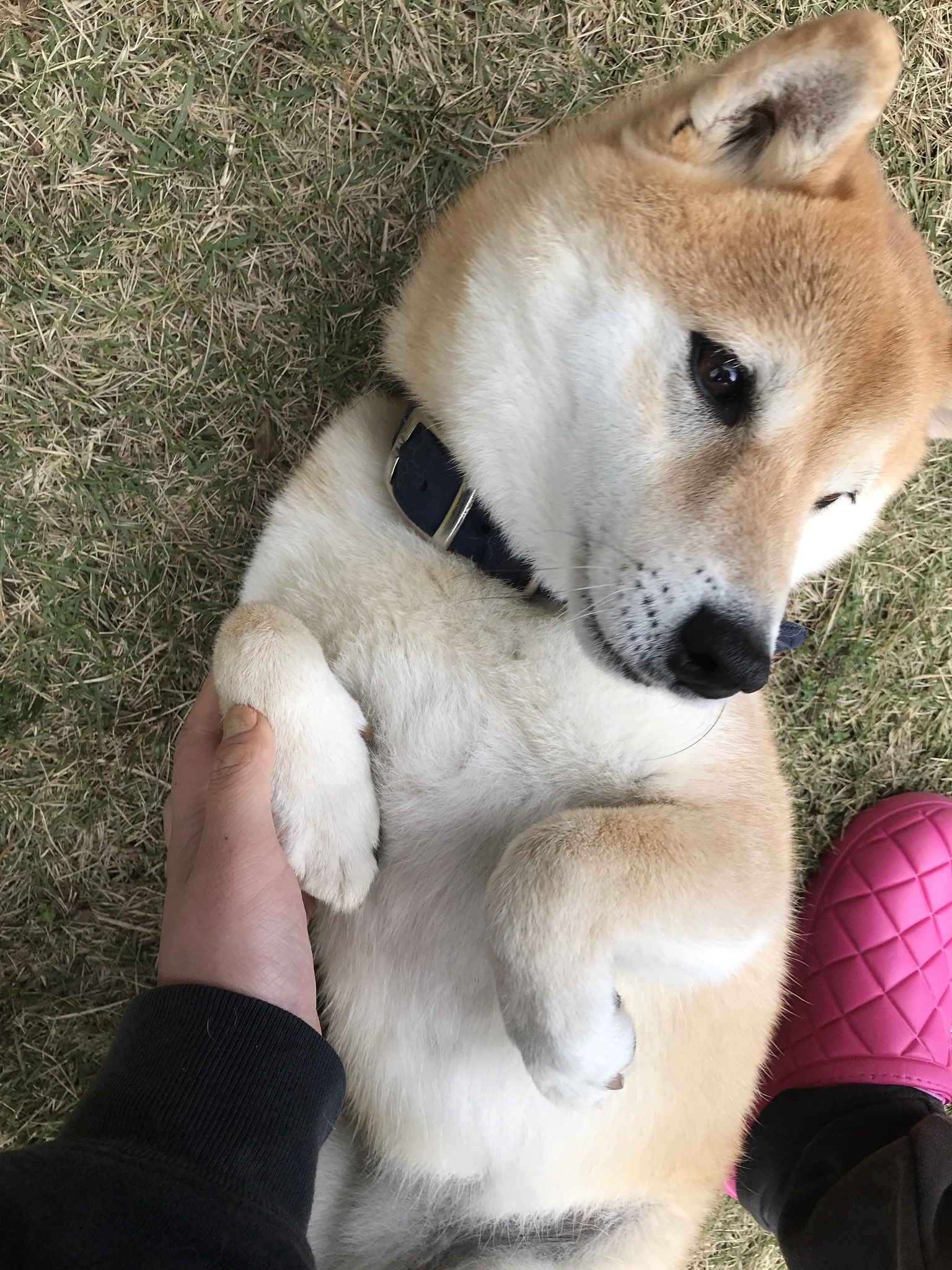 تويتر Inubot على تويتر 脇を揉むと手が伸びる そして今日も顔がよい T Co 6cmaebcodc