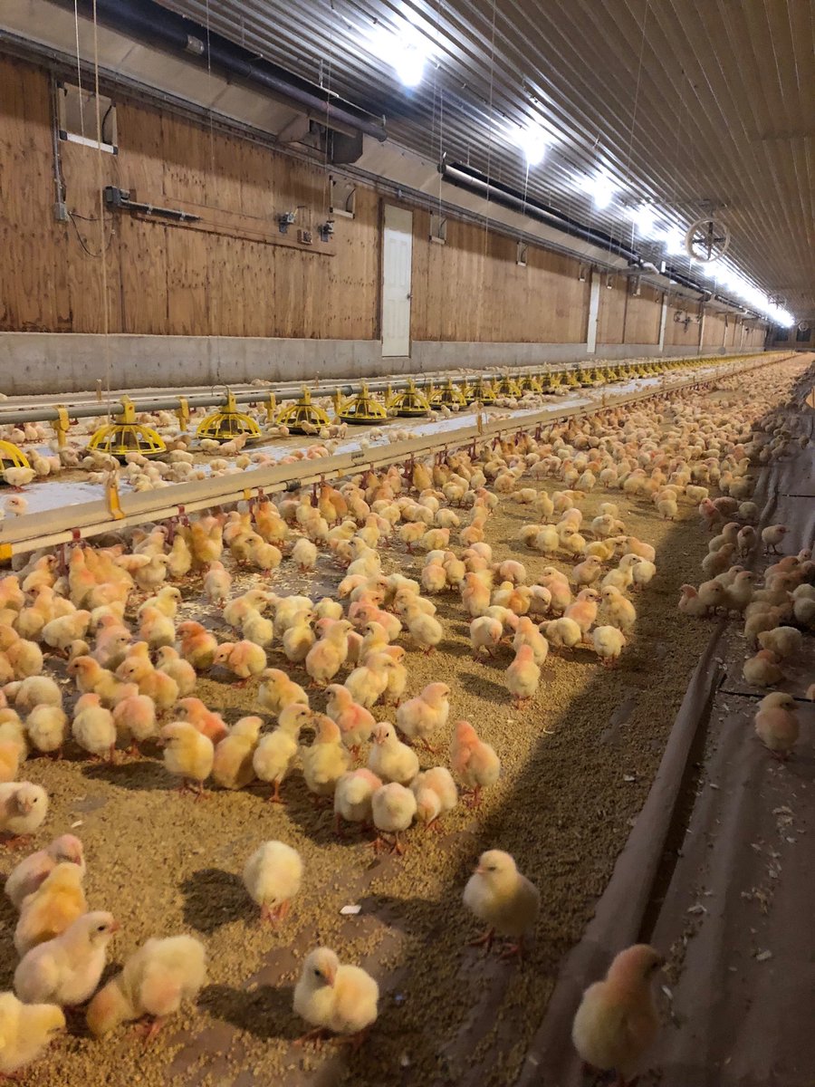 Nice place to be! Warm barn and hanging with chicks 🐥