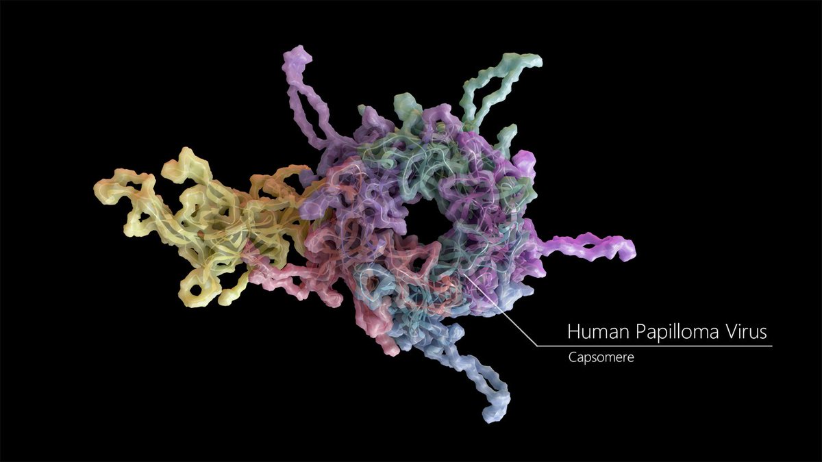 YabusakaLoon's tweet photo. Human Papilloma Virus Capsid (PDB : 3J6R)
Scene built with #Maya, rendered with #Arnold_Renderer

3D model is available on Turbosquid!
https://t.co/Q2J6g00HmE

#MedArt #SciArt https://t.co/wV6zt8LaSo