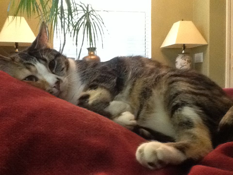 #HomeWithIHG, #RewardsOffer and #Ad  @IHGRewardsClub.