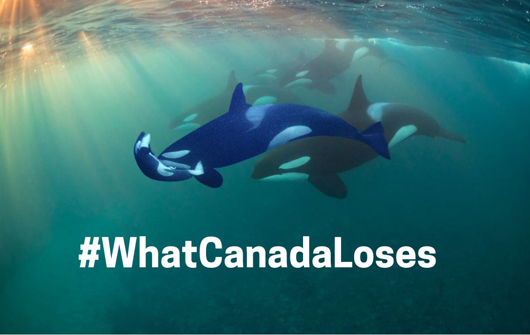 CoastProtectors's tweet photo. #WhatCanadaLoses

#transmountain #cdnpoli #bcpoli #cop24 #climatechange #oil #cdnecon #energy  #blackfish #COP24Katowice #Cop24NonOfficial #abpoli #ableg #wapoli #whales #stoppipelines #notankers https://t.co/2H1zs8Yxbw