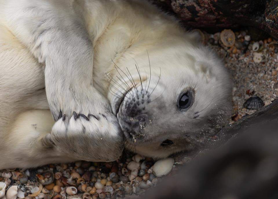 CONGRATULATIONS to David O'Brien WINNER of our November Photo of the Month Competition for his beautiful Grey seal pup photo 😀