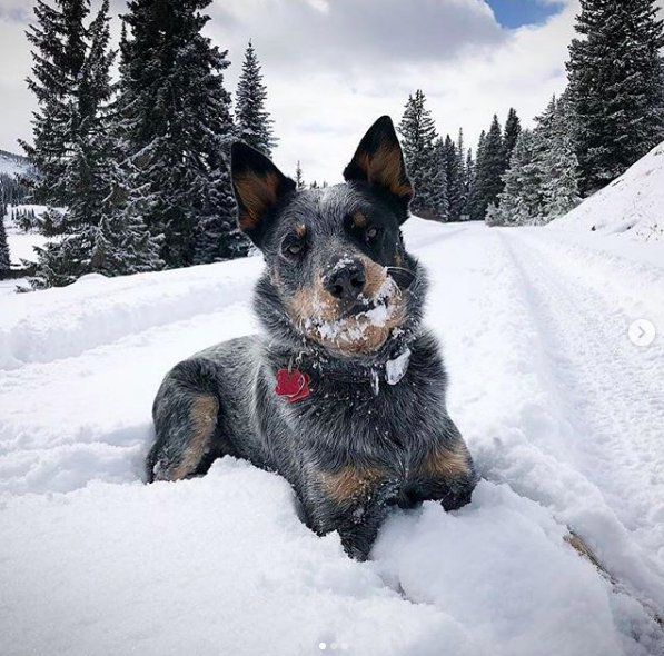 Indy, aka @dogter_jones, is having fun in the snow! 🐾❄️

From Instagram
#dodurango #durangodogs #durangolocals