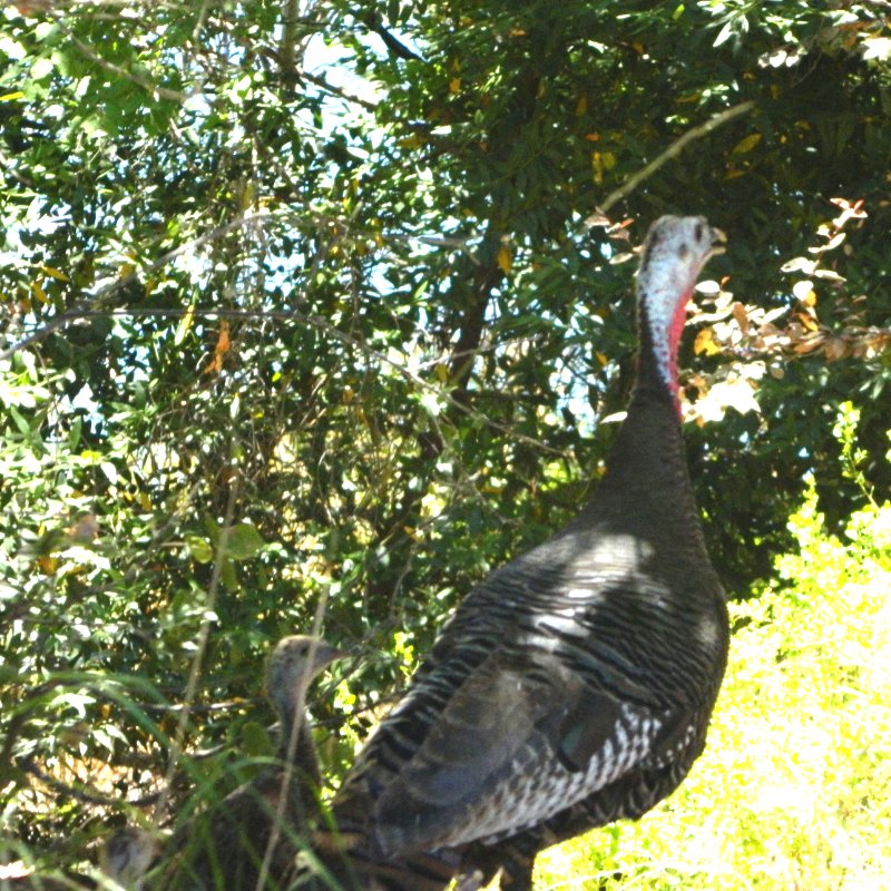 roughingitcamp's tweet image. FUN FRIDAY - Can you spot the baby turkeys in this picture? Turkey mamas and babies were definitely part of our summer at Roughing It! There were several flocks that made regular appearances at the Res, especially near the Craft Table! #RIDC #RoughingItDayCamp