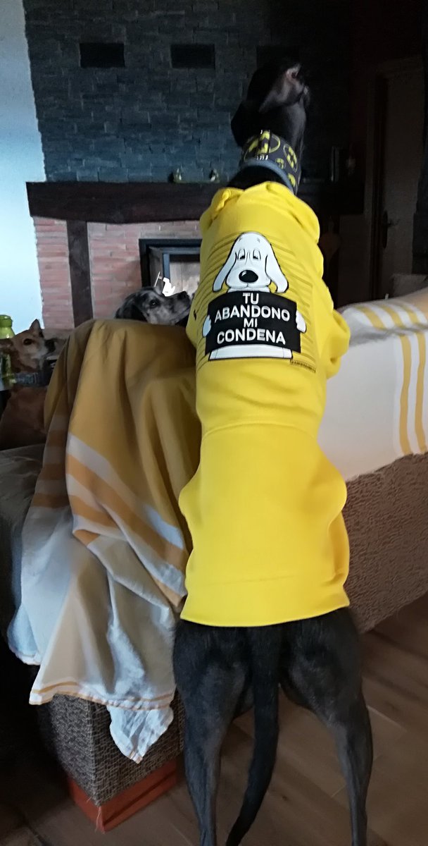 planetazarpa's tweet photo. Que está pasando?😠Llega un puente, unas vacaciones y suben los abandonos, ellos🐕jamás te abandonaran, tú👉 el humano lo eres absolutamente todo para ellos, entonces pq no los tratas por igual?SON FAMILIA! #buscasoluciones #nolosabandones #AdoptaNoCompres #tuabandonosucondena https://t.co/J7d0huf0xC