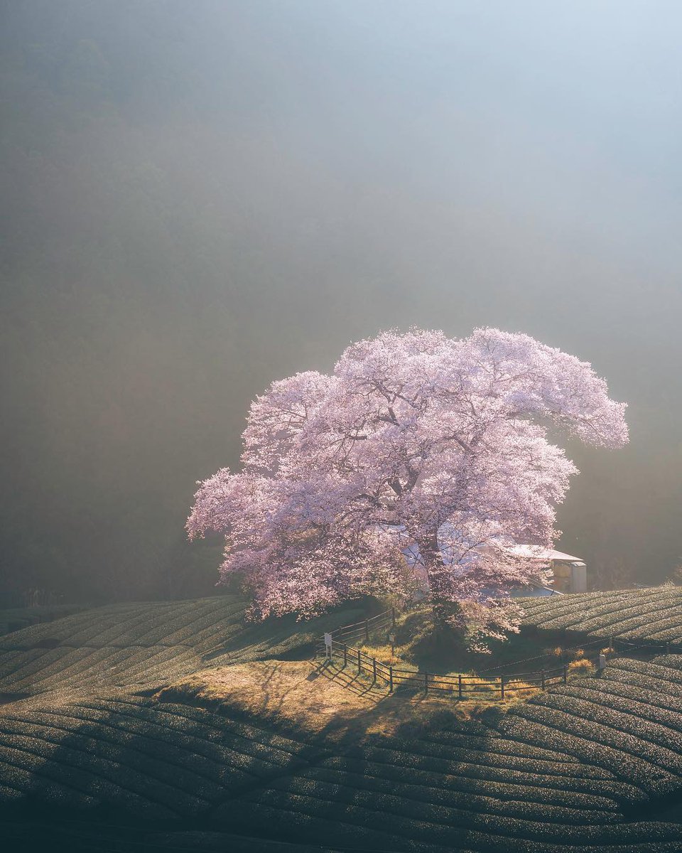Participate in this weekend’s hashtag project: #WHPNaturalLight https://www.instagram.com/p/BrGigtUBgxE/