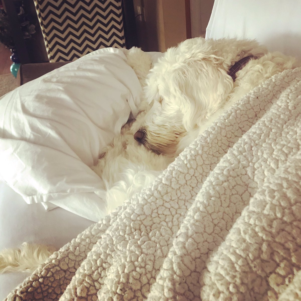 JennsWave's tweet photo. I’m the one who had surgery, but Gracie is certainly feeing the need to be pampered. She hasn’t left my side. #goldendoodle #gracie #recoverybuddy #getlotsofrest #bedstealer https://t.co/ma3Amg5Y1j